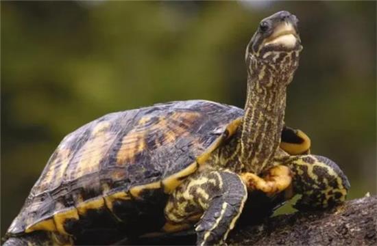 �����ڹ�ͻȻ���Զ�����