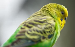 ��Ƥ���ķ�ֳǰ��