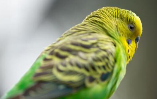 ��Ƥ���ķ�ֳǰ��