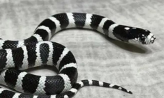 �������ж���?