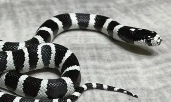 �������ж���?