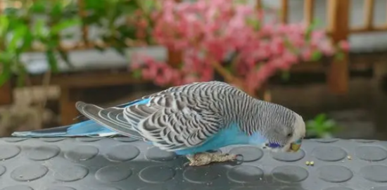 ��Ƥ������ôϴ��