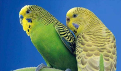 ���ĳ�ʲôʳ�����