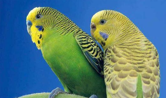 ���ĳ�ʲôʳ�����