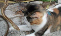 Ϊʲô�ߴ�è���и���ͣ