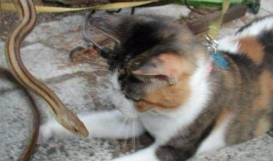 Ϊʲô�ߴ�è���и���ͣ