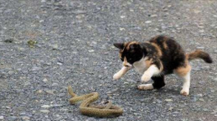 ��ϲ��è��