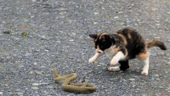 ��ϲ��è��