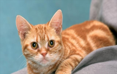 è��Ϊʲô���׹�����