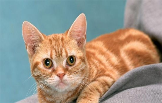 è��Ϊʲô�������