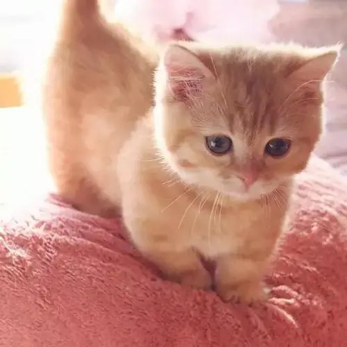 è�������ĳ����Ĺ���ԭ