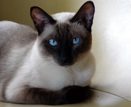 ����è��ô��������