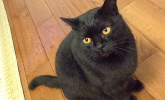 ����è�Ը���ô��?