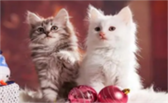 ��ô����è������ץ�˵Ļ�ϰ��