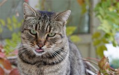 ��ν̻�è��ʹ��è����