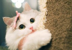 è���۲���ô����