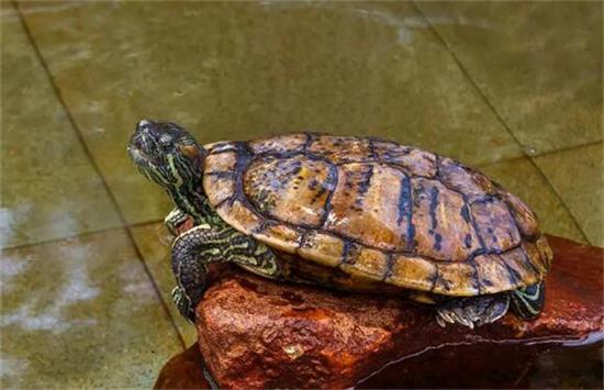 �ڹ꼸�·ݿ�ʼιʳ