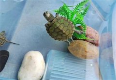 �ڹ꼸�·ݶ��߽���