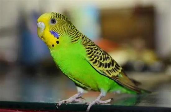 ��Ƥ�����ܳ����