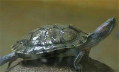 �ڹ���ô����ʳ��ô��