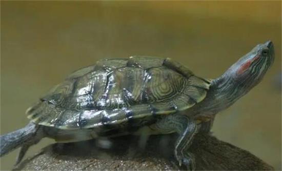 �ڹ���ô����ʳ��ô��