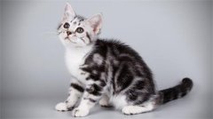 è��ϴ����Ҫ����