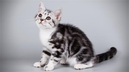 è��ϴ����Ҫ����