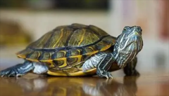 ��������ô������ȷ��