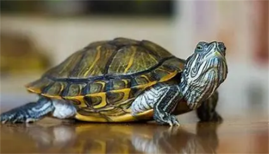 ��������ô������ȷ��