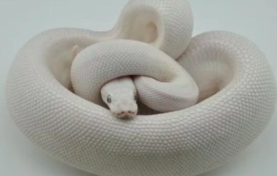 ũ��ʮ���޶���ͼƬ