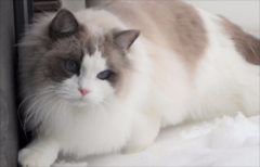 è������֢���ֺͽ���취