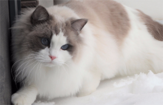 è������֢���ֺͽ���취