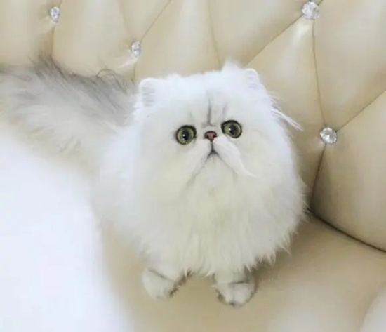 �����è�䲻��ֲ��?