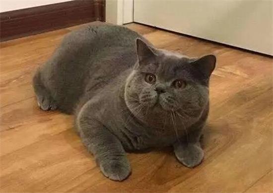 ����˹��èιʳע������