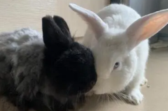 ���Ӻ�ɫ�󰡻��ǰ�ɫ��