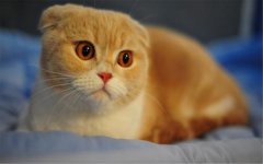 �и���èҧ�˿��Խ���������