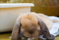 ���ӻ�ʳ���Լ�����