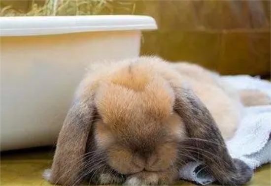 ���ӻ�ʳ���Լ�����