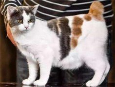 è��������ж೤