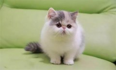 è���èɰ��Ҫ��ôѡ�������