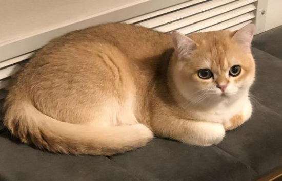 è��������ʲô���ı���