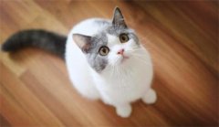 ���е�è��ʲô��һ��
