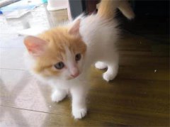 è��û���һ������