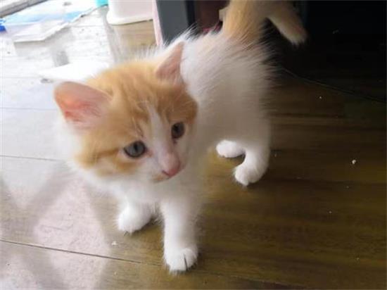 è��û���һ������