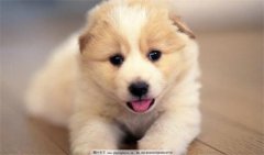 ��ֻ��ˮ������ʲô�� �����Ǹ�Ⱦ�˼�����
