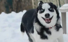 ���ѵ����������ҧ����