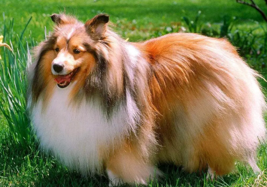 狗狗可不可以吃桃子?
