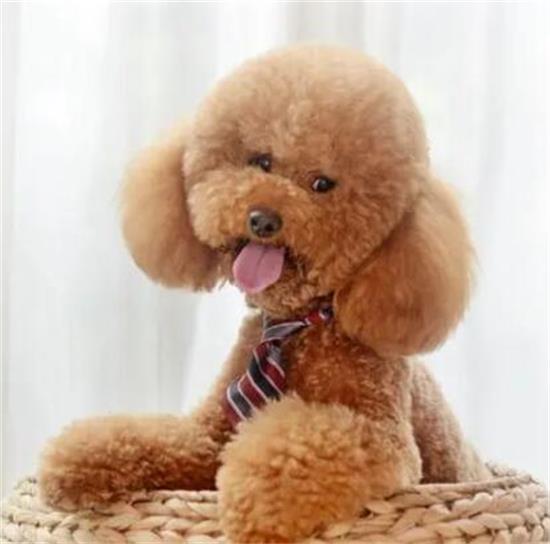 贵宾犬造型怎么做好看?