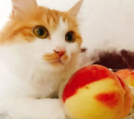 �ٽ�è���˿����ϵ�ҩ����Щ