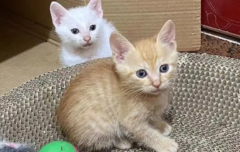 è������ɱ���������